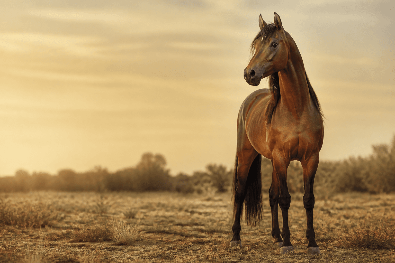A refined bay Arabian horse standing in an open field at golden hour
