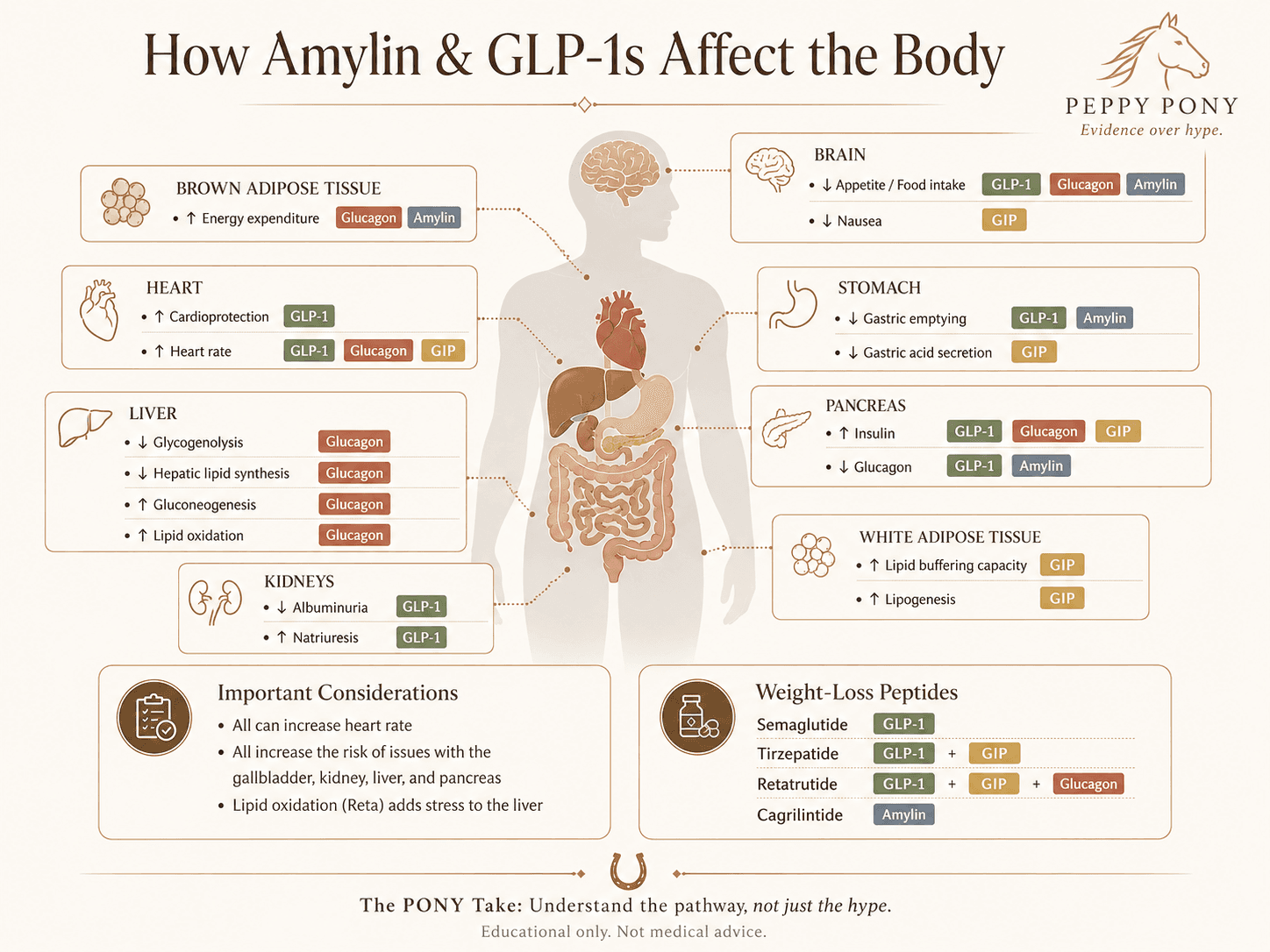Illustrated overview mapping GLP-1, GIP, glucagon, and amylin signaling to the brain, heart, stomach, pancreas, liver, kidneys, and adipose tissue.